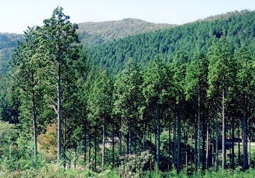 산림청이 지난 2002년 민간으로부터 사들여 경영·관리하고 있는 전남 장성군 축령산의 삼나무·편백나무 숲. 총 면적 240㏊에 이르는 이 숲의 나무들은 고부가가치 목재 생산 및 산림치유용으로 활용된다.
