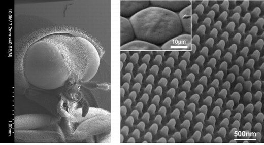 곤충의 겹눈을 구성하는 낱눈의 확대 사진(위 작은사진)과 곤충 눈의 나노돌기 구조를 모사한 고효율 무반사 미세렌즈 배열.