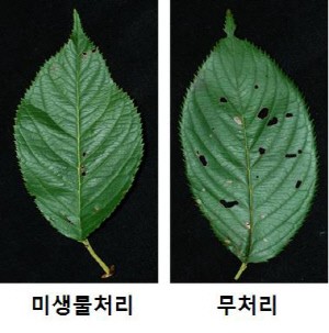 한국생명공학연구원(KRIBB) 바이오합성연구센터 류충민박사 연구팀이 개발한 '종합적 건강한 나무 관리 프로그램'을 통해 미생물 처리를 한 나뭇잎과 처리하지 않은 나뭇잎의 천공병 발병률 비교
