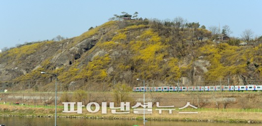 응봉산에 활짝 핀 개나리