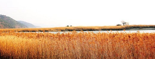 [한국관광 100선] (2) 순천만，하늘정원..이것만으로도 충분하다