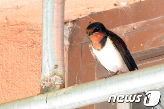 [풍경] 길조의 상징 제비 출현에 안흥면 들떠