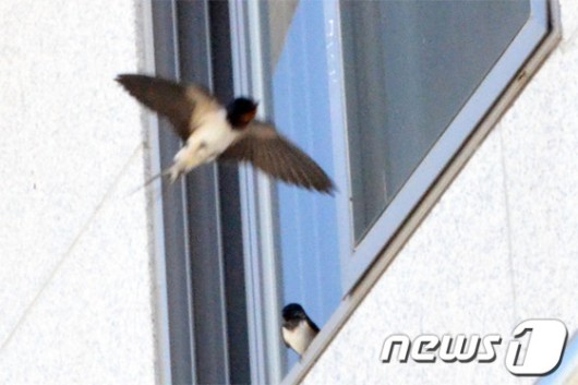 [풍경] 길조의 상징 제비 출현에 안흥면 들떠