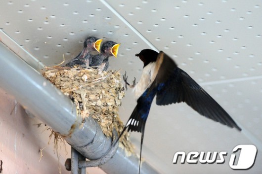 [풍경]제비의 여름나기