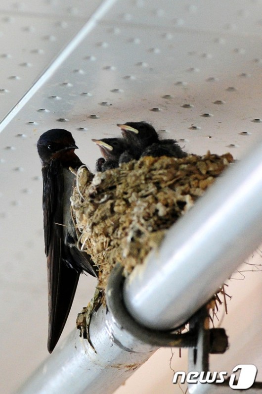 [풍경]제비의 여름나기