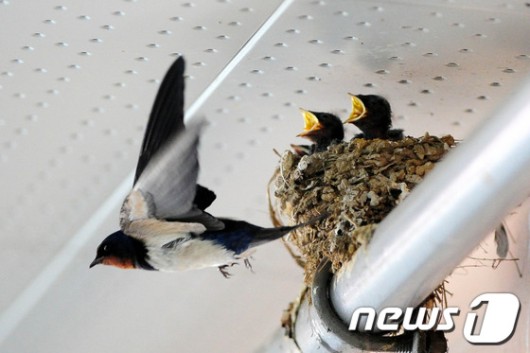 [풍경]제비의 여름나기