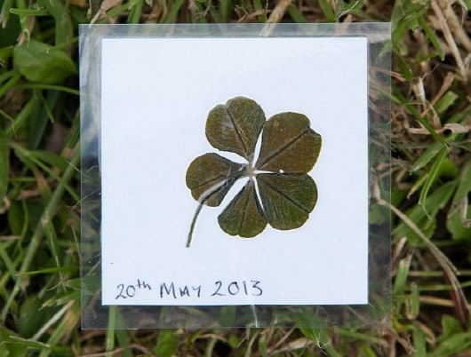 英 7세 소녀,‘금전운’까지 가져다 주는 다섯잎 클로버 발견해 화제