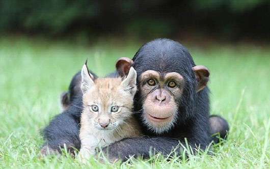 美 침팬지의 스라소니 사랑, “눈뜨고 못봐줄 우정일세”