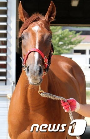 [경주분석] 국산 최강암말들이 벌이는 `쩐의 전쟁‘