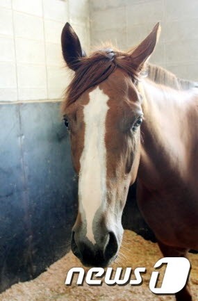 [경주분석] 국산 최강암말들이 벌이는 `쩐의 전쟁‘