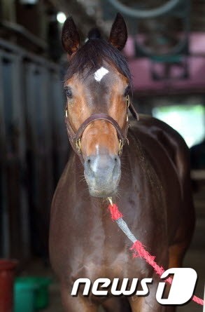 [경주분석] 국산 최강암말들이 벌이는 `쩐의 전쟁‘