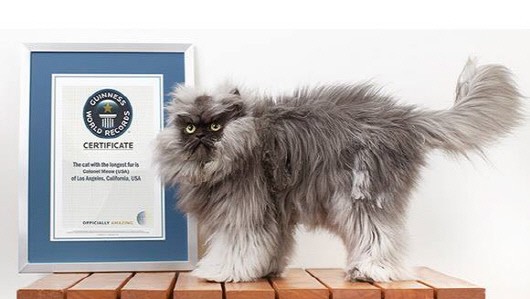 세계에서 가장 긴 털 고양이. 사진= Colonel Meow 페이스북.