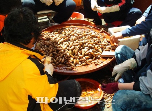 국립수산물품질관리원으로부터 '지리적표시 수산물 제16호'로 등록된 창원지역의 수산특산물인 '진동 미더덕'을 까고 있는 모습.