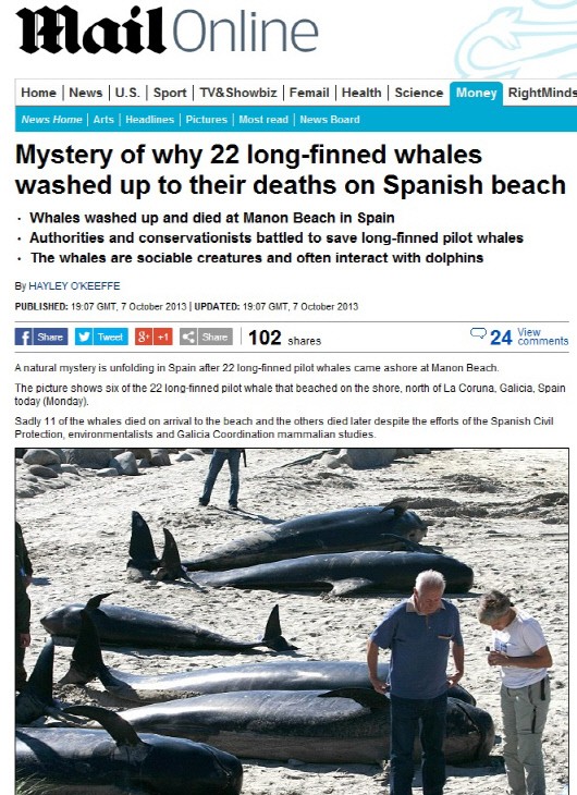 스페인 고래 떼죽음.