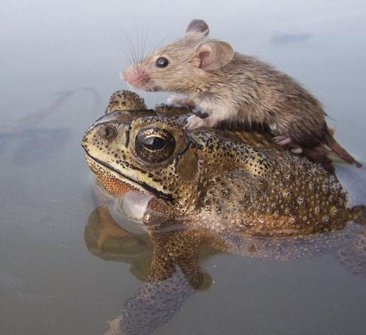 두꺼비 등에 올라탄 생쥐.