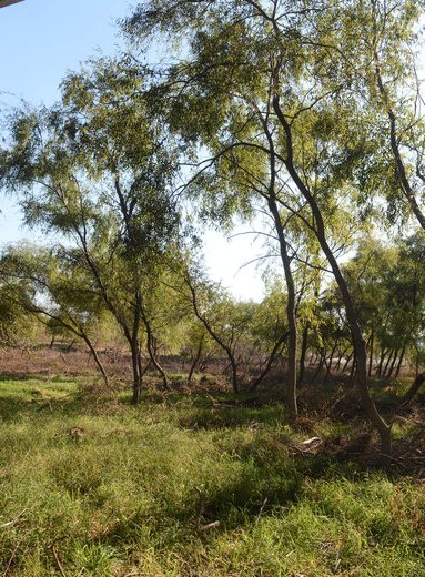 한강 위 푸른 섬, 밤섬을 가다