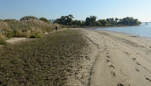 한강 위 푸른 섬, 밤섬을 가다