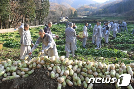 [화보] 송광사 스님들, 무 뽑는 날