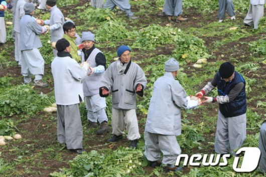 [화보] 송광사 스님들, 무 뽑는 날