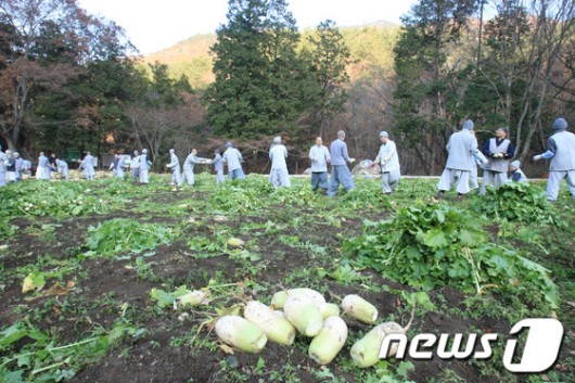 [화보] 송광사 스님들, 무 뽑는 날