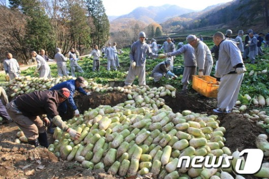 [화보] 송광사 스님들, 무 뽑는 날