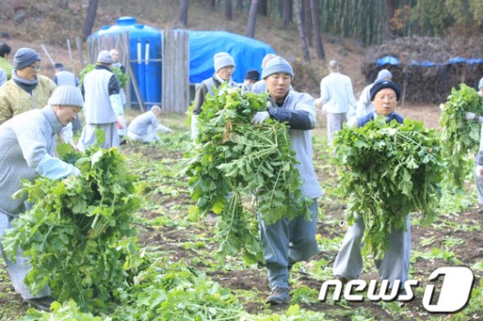 [화보] 송광사 스님들, 무 뽑는 날