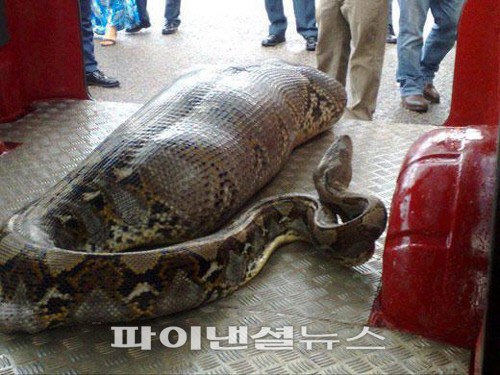 거대 비단뱀 (출처: 페이스북)