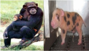 “인간은 침팬지와 돼지의 후손?” 美 과학자 주장
