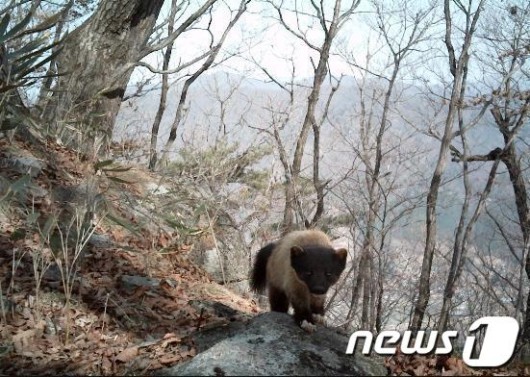 무등산 멸종위기종·천연기념물 다수 서식
