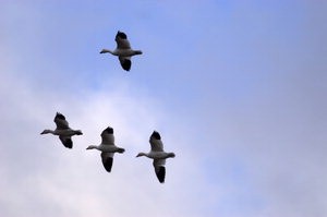 ‘꿈의 직장’ 삼성, 고급 연구인력의 은밀한 이탈