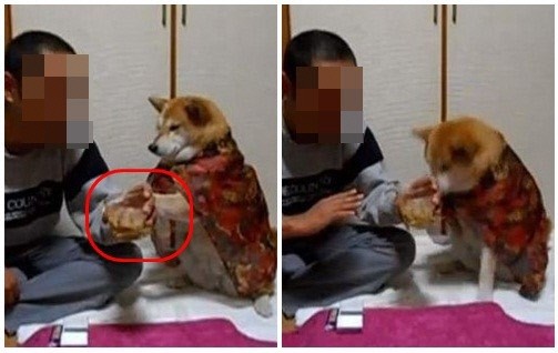 음주 말리는 개