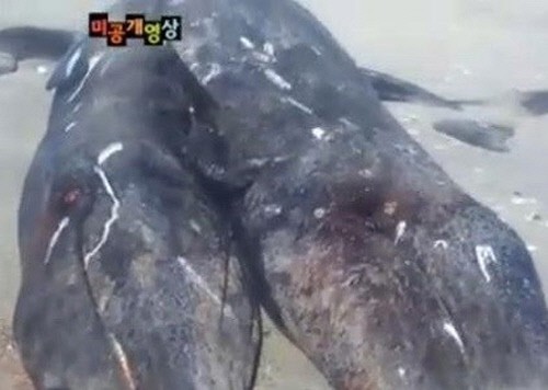 샴쌍둥이 쇠고래 사체, 몸통은 하나인데 꼬리·머리가..