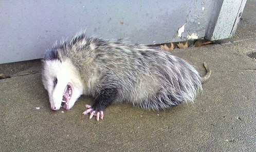 위장으로 방어하는 동물들