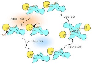 생명연, 활성산소로 인한 염증 조절 메커니즘 규명