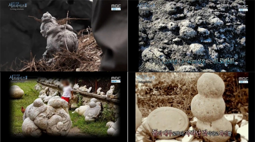 ‘서프라이즈’ 트로반트, 돌덩이가 성장했어요!