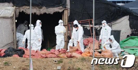 고병원성 AI, 수도권 중심까지 확산