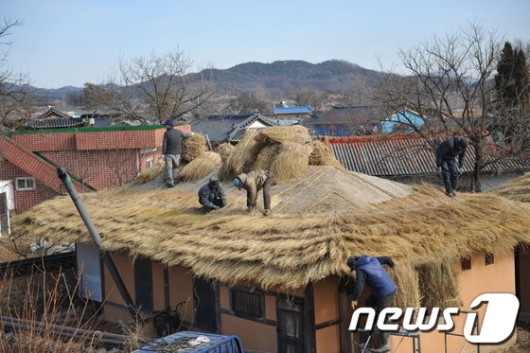[화보]예천 용문금당실마을의 초가지붕 이엉잇기