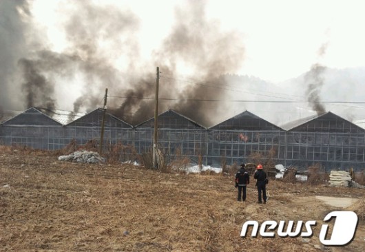 인제 토마토 농장 불…재산피해 6억원 추정(종합2보)