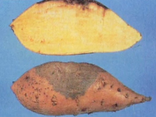 국민간식 고구마의 변신 ‘고구마 콘샐러드’