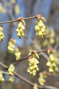 산림과학원 ‘히어리’ 대량증식 성공