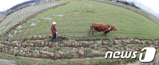 [풍경] 소 쟁기질 하는 농부 - 파이낸셜뉴스