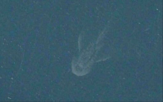 네스호 괴물 ‘네시’ 위성사진 포착?