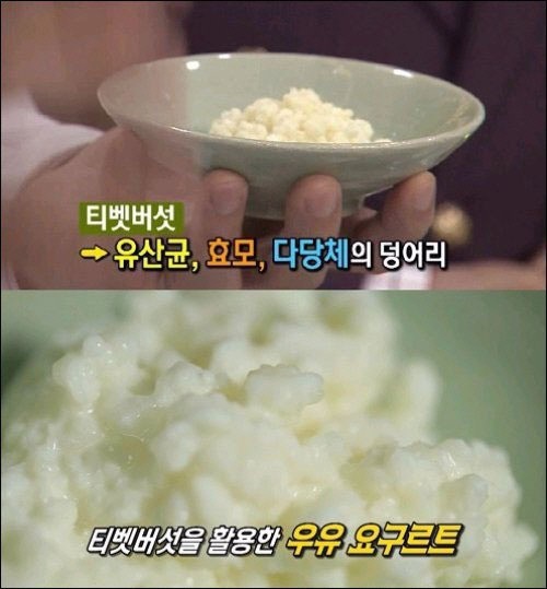 티벳버섯 우유 요구르트, 피부미용·변비에 탁월 눈길