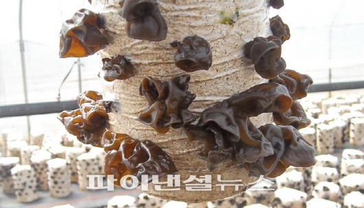 영농벤처 '평창사람들'이 대량생산에 성공힌 생목이 버섯.