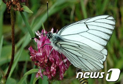 전북대 자연사박물관에서 멸종위기종 상제나비 표본을 볼 수 있다. 사진= 뉴스 1 DB