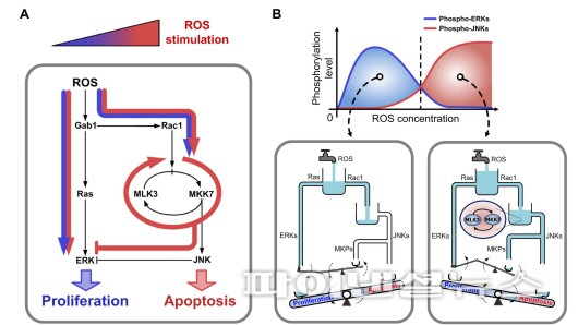 국내연구진, 활성산소에 대한 세포반응 기전규명