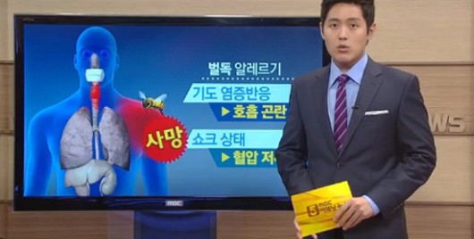 피서지에서 벌에 쏘였을 때 응급처치법은?