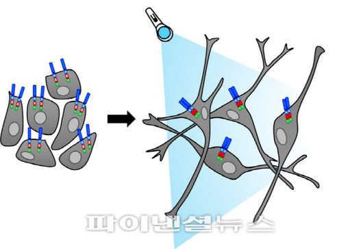 광유도 뇌신경세포성장인자수용체 (OptoTrk receptor)를 발현하여 빛으로 신경세포분화를 유도하는 모식도.