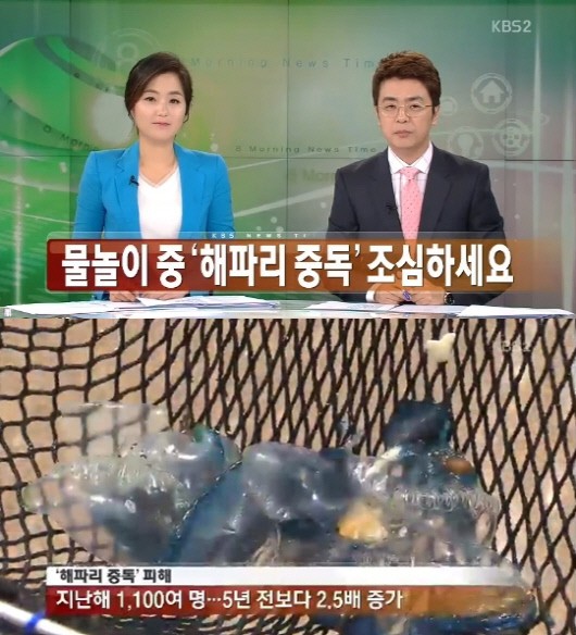 '휴가철 해파리 응급처치법' 출처=KBS 방송화면 캡처