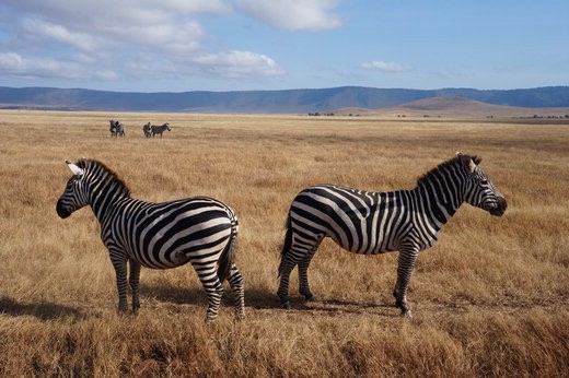탄자니아 응고르응고르는 세링게티와 더불어 아프리카에서 동물을 가장 가까이서 만날 수 있는 곳이다. 304㎢에 이르는 응고르응고르에는 사자, 얼룩말, 코뿔소 등이 서식하고 있다. 사진=이병철 기자